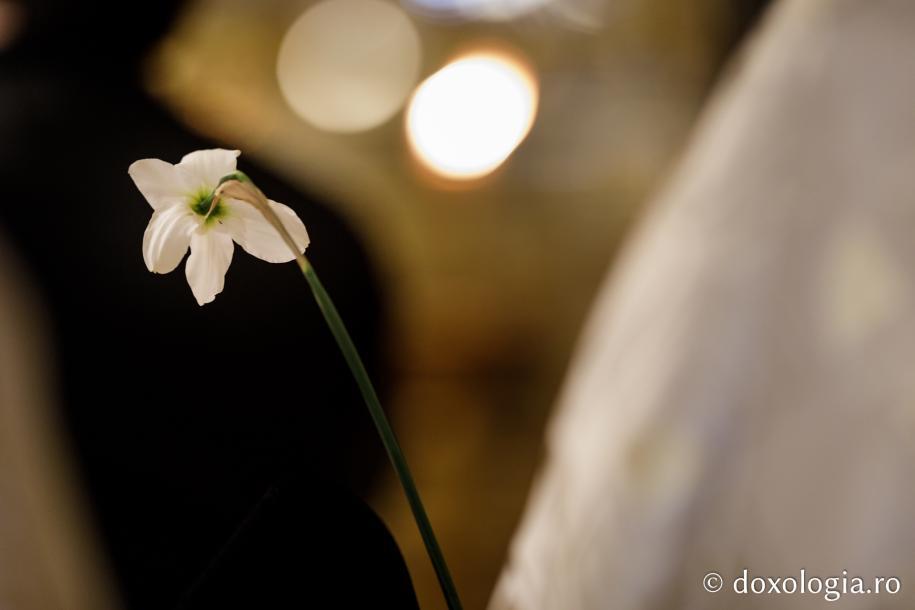 Stâlpări și flori / Foto: Oana Nechifor
